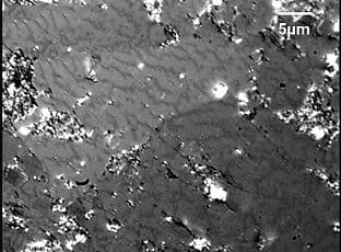 Magnetic domains in perpendicularly anisotropic thin films